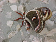 a moth on the front of the church building
