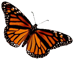 Monarch Butterfly larvae