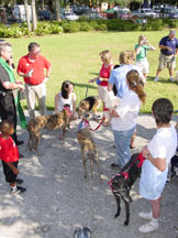 overview of people and pets near the gazebo
