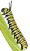 Butterfly larvae