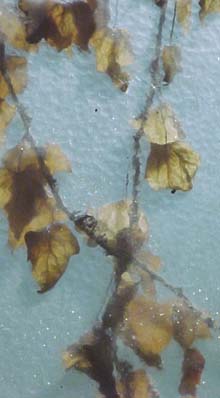dead ivy leaves photographed through frosted glass