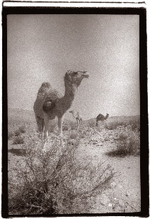 Frank's photo of three camels in Israel