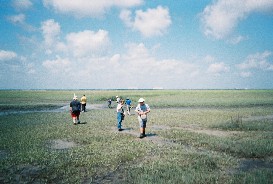 Kings Bay across the marsh